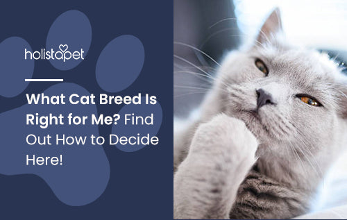 What Cat Breed Is Right for Me? Find Out How to Decide Here!