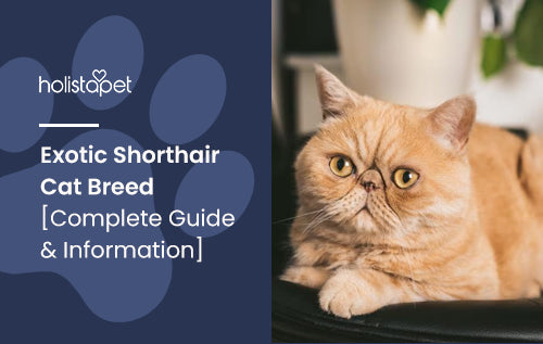 Exotic Shorthair Cat Breed [Complete Guide & Information]