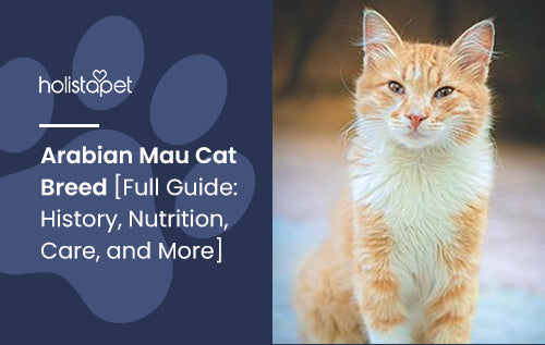 Arabian Mau Cat Breed [Full Guide: History, Nutrition, Care, and More]