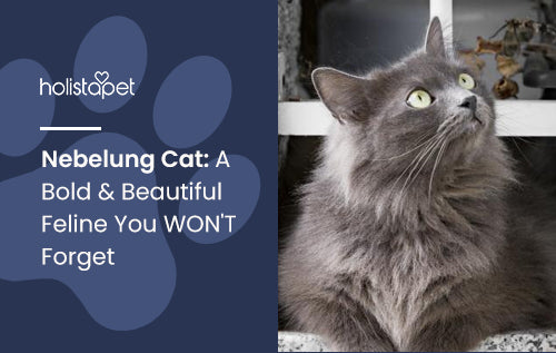 Nebelung Cat: A Bold & Beautiful Feline You WON'T Forget