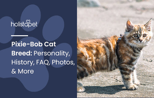 Pixie-Bob Cat Breed: Personality, History, FAQ, Photos, & More