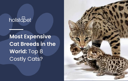 Most Expensive Cat Breeds in the World: Top 8 Costly Cats?