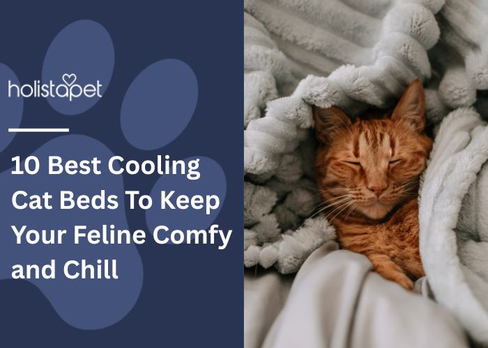 10 Best Cooling Cat Beds  featured blog image by Holistapet