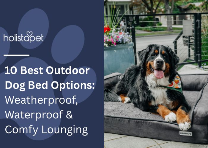 Outdoor Dog Beds featured blog image by Holistapet. Shows a large dog relaxing on a cushioned outdoor bed, highlighting comfort and durability for outdoor lounging.