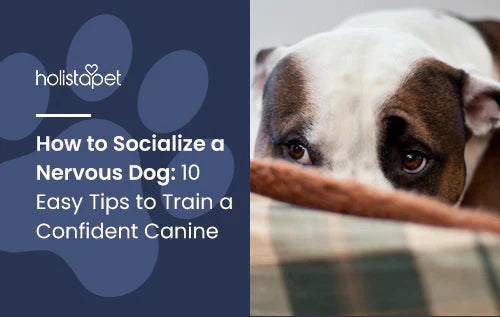 How to train your nervous dog