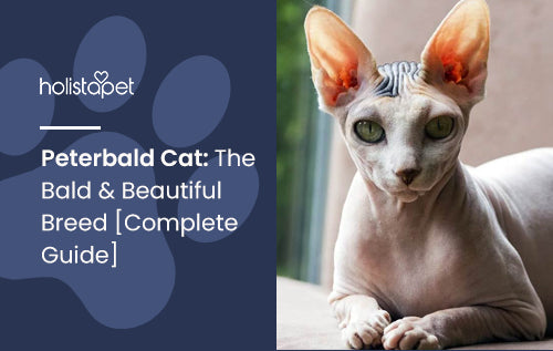 Peterbald Cat: The Bald & Beautiful Breed [Complete Guide]