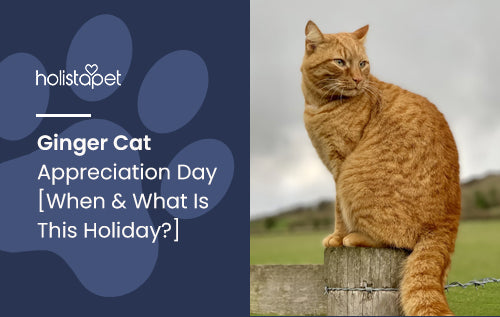 Ginger Cat Appreciation Day [When & What Is This Holiday?]