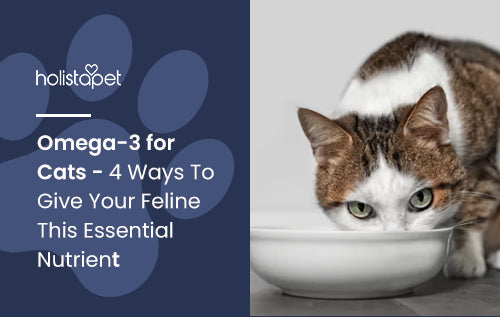 Omega-3 for Cats - 4 Ways To Give Your Feline This Essential Nutrient