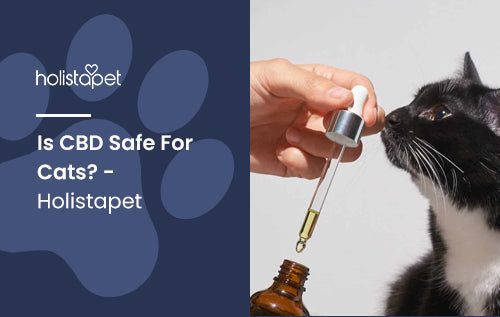 HolistaPet blog header "Is CBD Safe For Cats?" with a hand holding an oil dropper near a black and white cat.