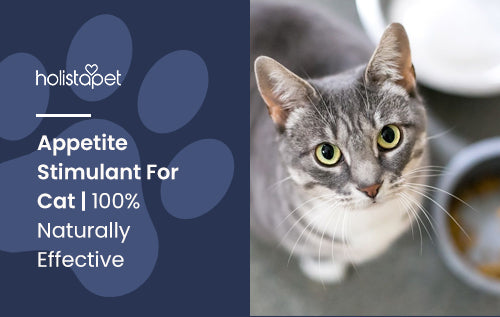 Appetite Stimulant For Cat | 100% Naturally Effective