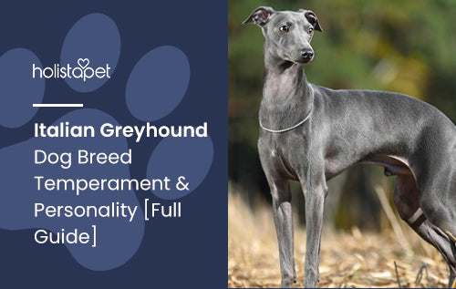Italian Greyhound Dog Breed Temperament & Personality [Full Guide]