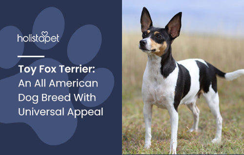 Toy Fox Terrier: An All American Dog Breed With Universal Appeal