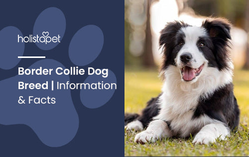 Border Collie Dog Breed | Information & Facts