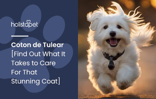 Coton de Tulear [Find Out What It Takes to Care For That Stunning Coat]