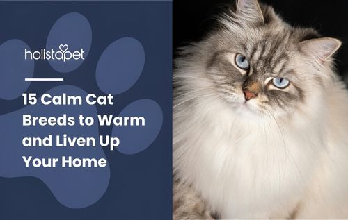A fluffy cat with blue eyes and white and gray fur sits against a dark background, representing one of the 15 calm cat breeds known for their gentle temperament and relaxed personality.