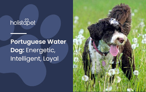 Portuguese Water Dog: Energetic, Intelligent, Loyal