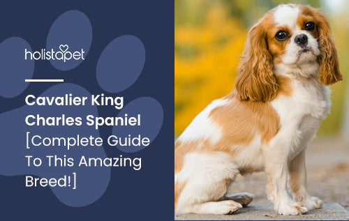 Cavalier King Charles Spaniel [Complete Guide To This Amazing Breed!]