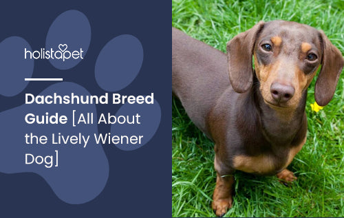 Dachshund Breed Guide [All About the Lively Wiener Dog]