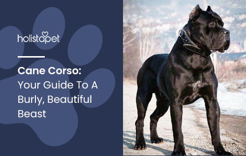 Cane Corso: Your Guide To A Burly, Beautiful Beast