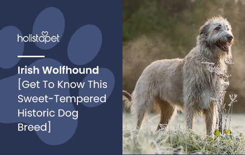 Irish Wolfhound [Get To Know This Sweet-Tempered Historic Dog Breed]