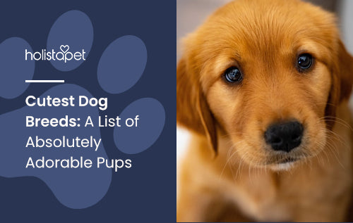 Cutest Dog Breeds: A List of Absolutely Adorable Pups