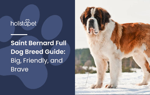 Saint Bernard Full Dog Breed Guide: Big, Friendly, and Brave