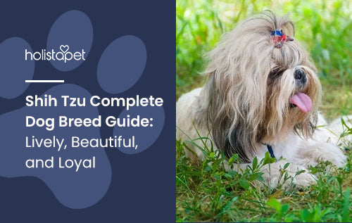 Shih Tzu Complete Dog Breed Guide: Lively, Beautiful, and Loyal