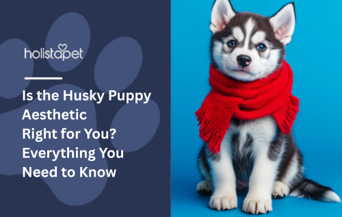 A Husky puppy sitting down with a red scarf on.