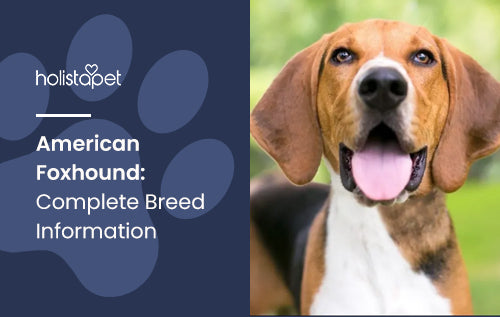 American Foxhound: Complete Breed Information