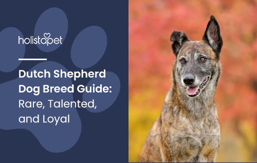Dutch Shepherd Dog Breed Guide: Rare, Talented, and Loyal