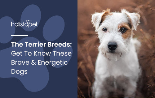 The Terrier Breeds: Get To Know These Brave & Energetic Dogs