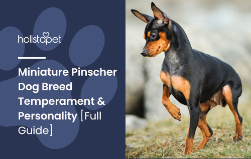 Miniature Pinscher Dog Breed Temperament & Personality [Full Guide]
