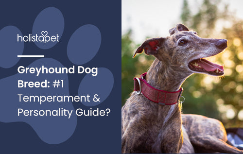 Greyhound Dog Breed: #1 Temperament & Personality Guide?
