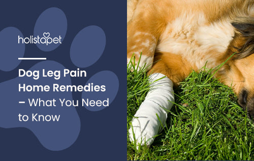 Dog Leg Pain Home Remedies – What You Need to Know