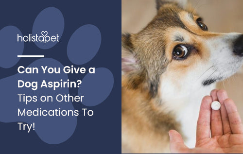 Can You Give a Dog Aspirin? Tips on Other Medications To Try!