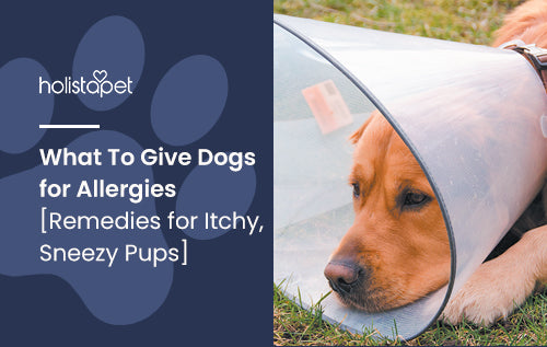 What To Give Dogs for Allergies [Remedies for Itchy, Sneezy Pups]