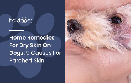 Home Remedies For Dry Skin On Dogs: 9 Causes For Parched Skin