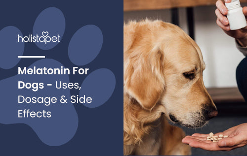 Melatonin For Dogs - Uses, Dosage & Side Effects