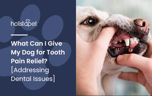 What Can I Give My Dog for Tooth Pain Relief? [Addressing Dental Issues]