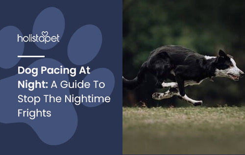 Dog Pacing At Night: A Guide To Stop The Nightime Frights