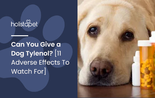 Can You Give a Dog Tylenol? [11 Adverse Effects To Watch For]