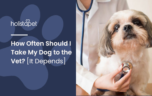 How Often Should I Take My Dog to the Vet? [It Depends]