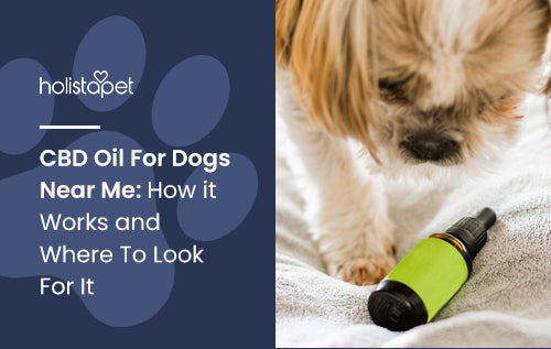 CBD Oil For Dogs Near Me: How it Works and Where To Look For It