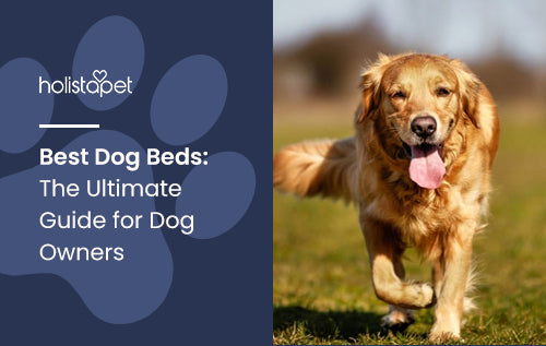 Best Dog Beds: The Ultimate Guide for Dog Owners
