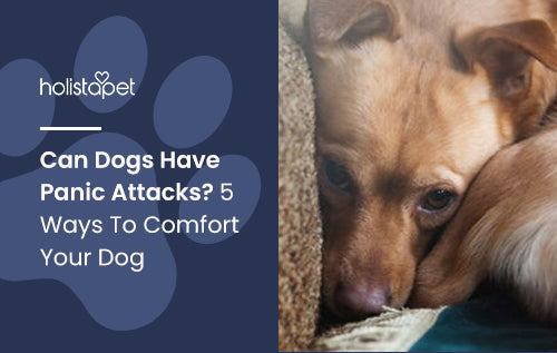 Can Dogs Have Panic Attacks? 5 Ways To Comfort Your Dog