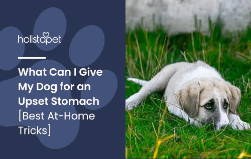 What Can I Give My Dog for an Upset Stomach [Best At-Home Tricks]