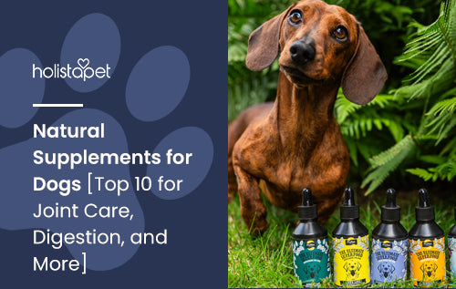 Natural Supplements for Dogs [Top 10 for Joint Care, Digestion, and More]