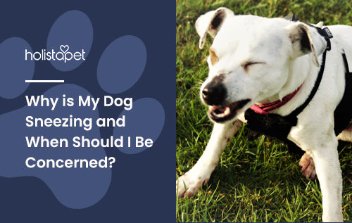 Why is My Dog Sneezing and When Should I Be Concerned?