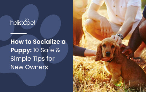 How to Socialize a Puppy: 10 Safe & Simple Tips for New Owners