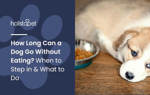 How Long Can a Dog Go Without Eating? When to Step in & What to Do